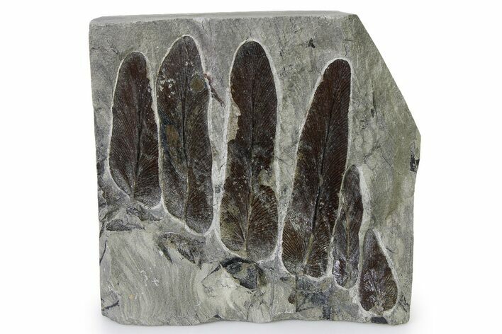 Carboniferous Fossil Fern (Neuropteris) Plate - France #338477